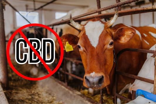 Prohibición del cartel CBD en una granja lechera