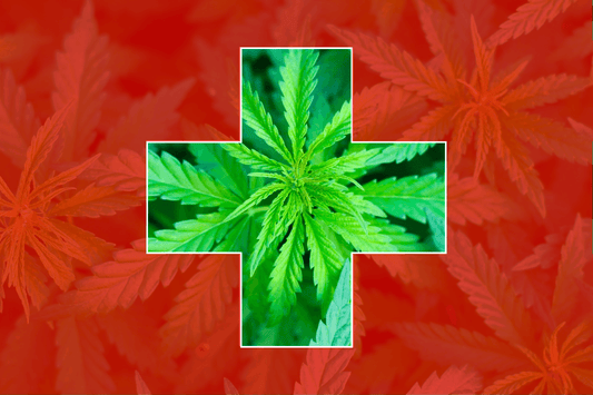 Suiza planea proyectos de cannabis