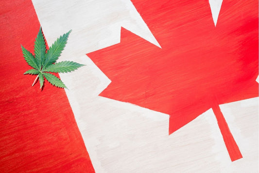 Hoja de cannabis en la bandera canadiense