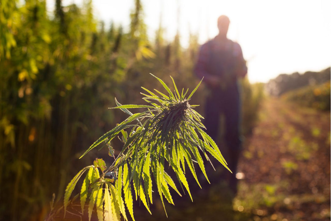 Un campo de cannabis en Marruecos