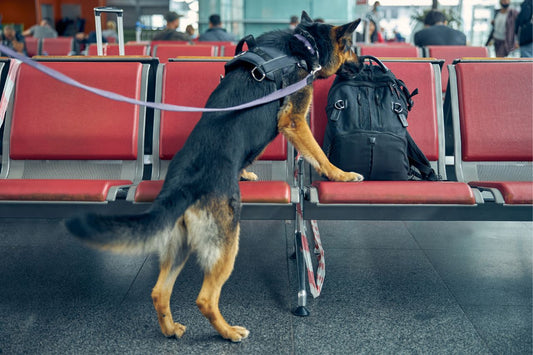 Perro policía olfateando una mochila