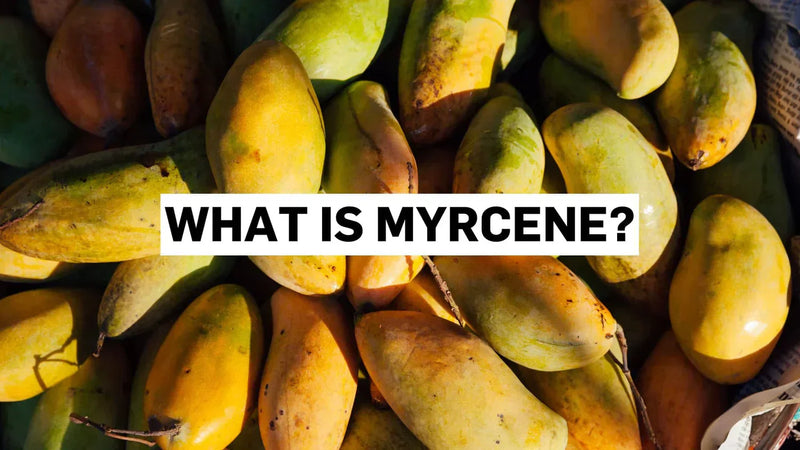 ¿Qué es el mirceno?