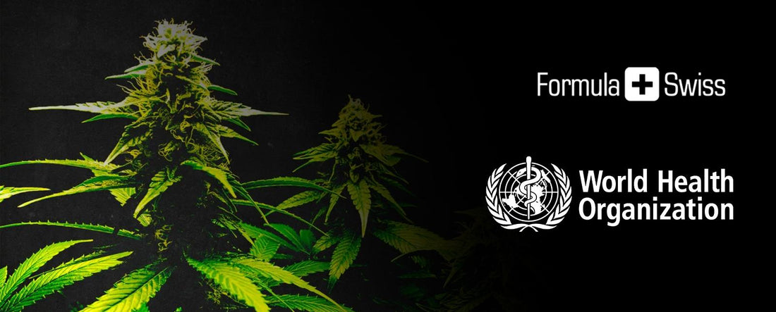 La Organización Mundial de la Salud Anuncia Cambios Historicos a la Clasificación del Cannabis