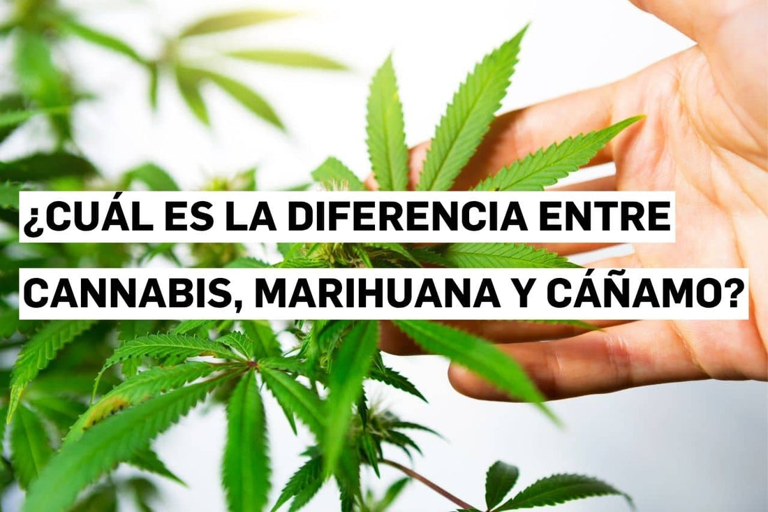 ¿Cuál es la diferencia entre cannabis, marihuana y cáñamo?