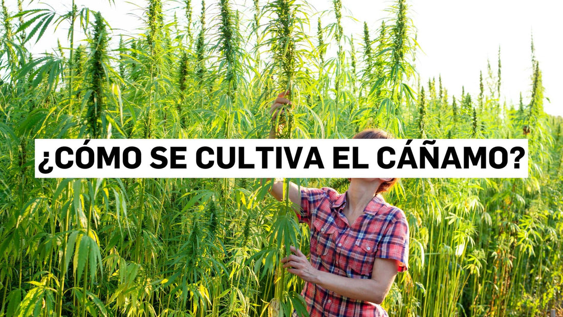 ¿Cómo se cultiva el cáñamo?