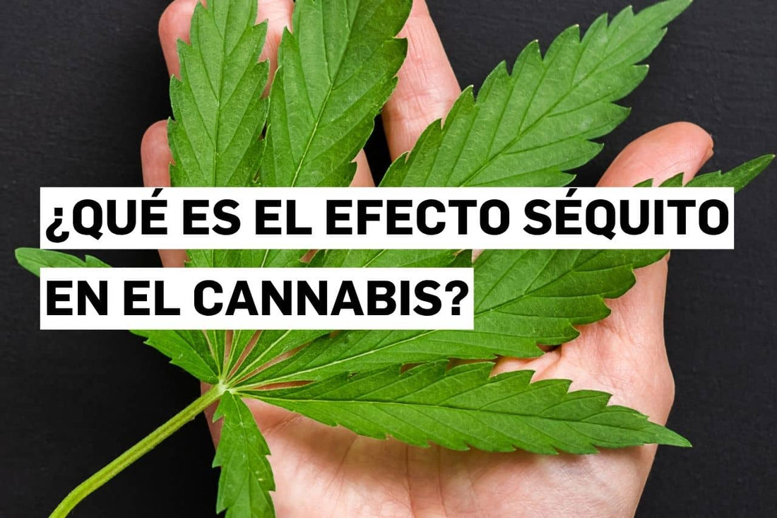 ¿Qué es el efecto séquito en el cannabis?