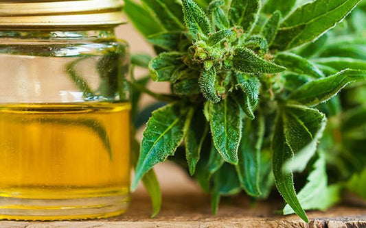 ¿Cómo puedo usar CBD en mi comida?