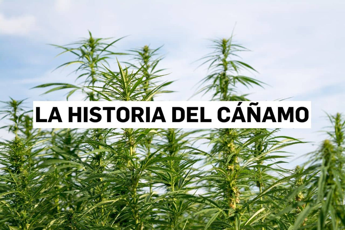 La historia del cáñamo