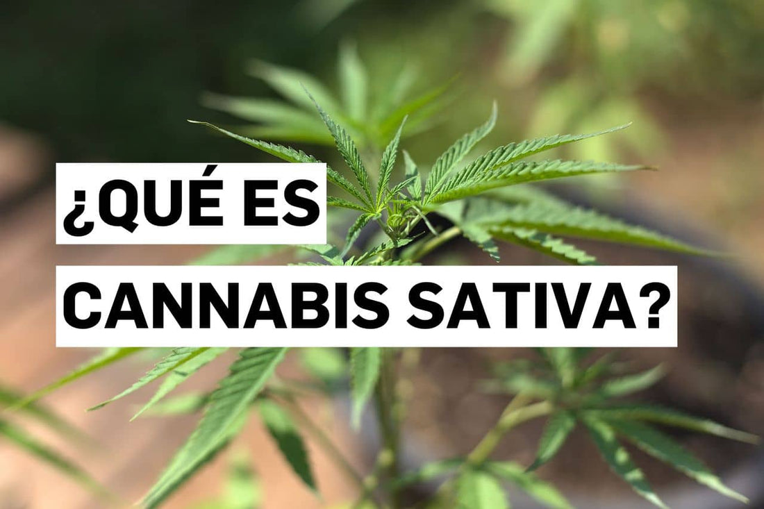 ¿Qué es Cannabis sativa?