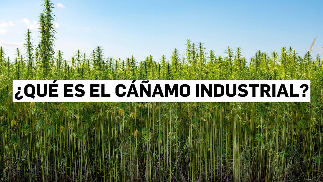 ¿Qué es el cáñamo industrial?