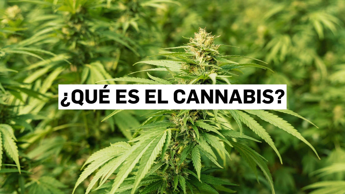 ¿Qué es el cannabis?