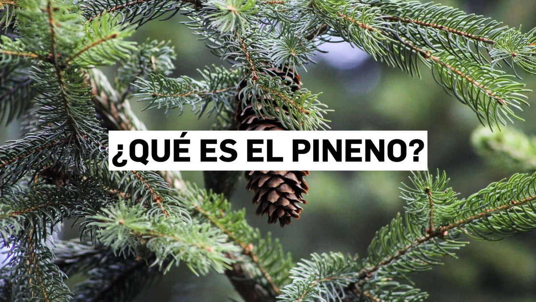 ¿Qué es el pineno?