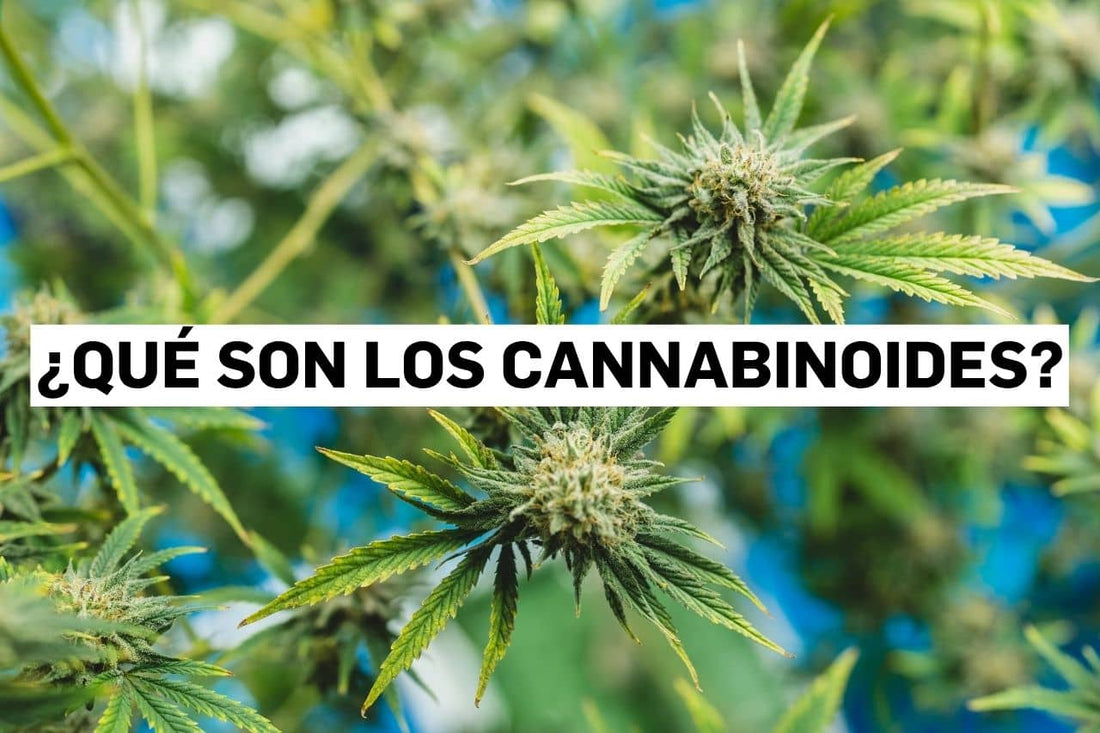 ¿Qué son los cannabinoides?