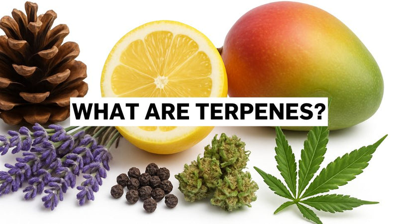 ¿Qué son los terpenos?