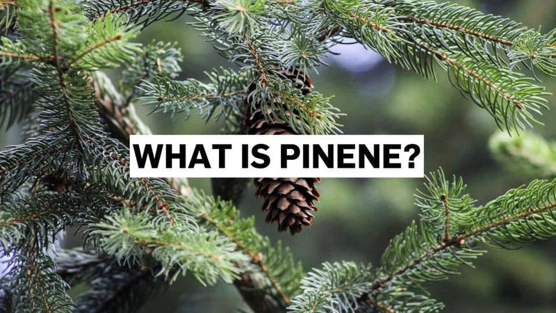 ¿Qué es el pineno?