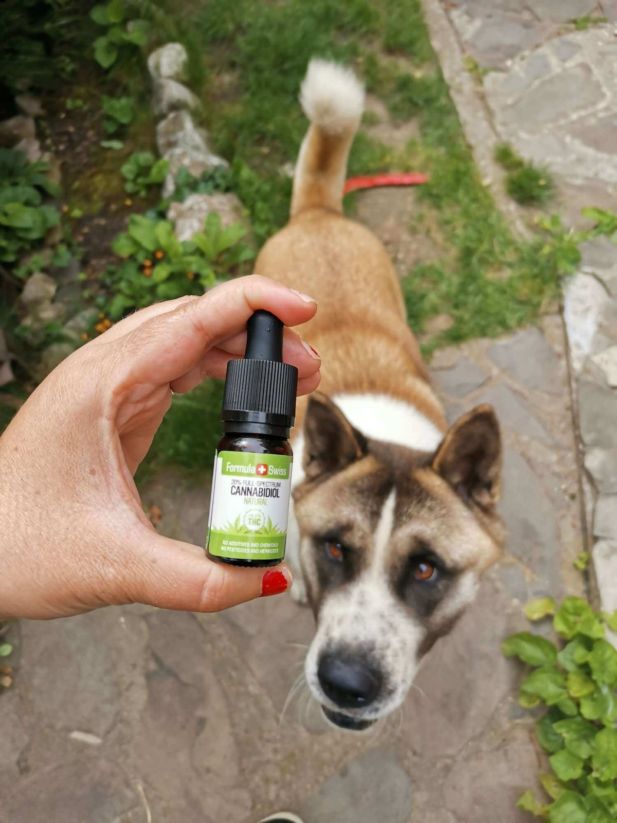 Formula Swiss Aceite de CBD en aceite natural