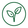 Cuidadosamente cultivado cáñamo